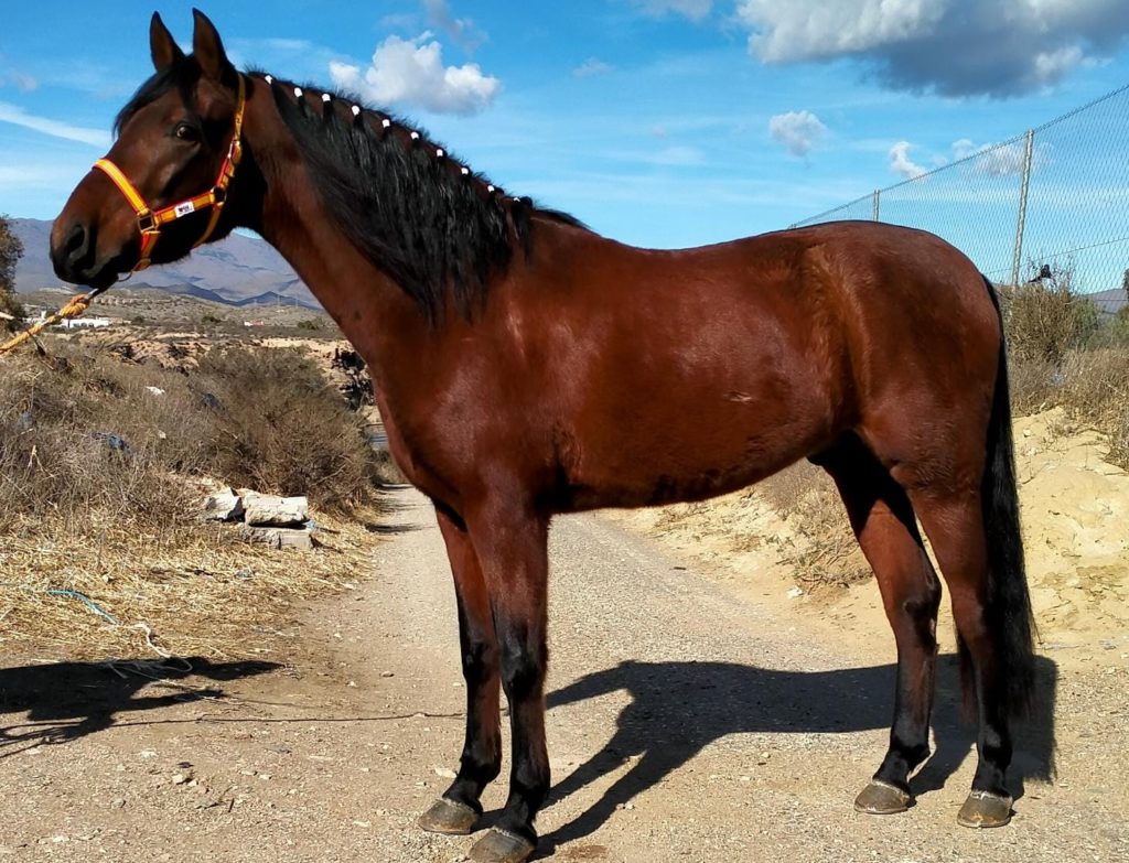 ¿Cuánto cuesta un caballo de pura raza española?